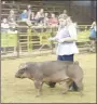  ??  ?? Casey Burden with Lincoln High FFA Club shows her Duroc hog during the Washington County Fair. Lincoln had more than 50 students involved in the fair, including FFA and 4-H members