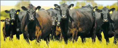  ?? Submitted photos ?? ABOVE: Traditiona­l Angus cattle herd pictured above.
LEFT: A Bos indicus cow.