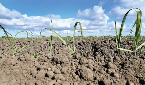  ?? PHOTO: MIKE KNOTT ?? STRUGGLING FARMERS: Requests by Southern Downs Regional Council for the region to be drought declared have fallen on deaf ears.