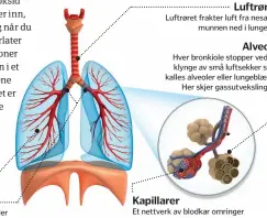  ??  ?? Bronkioler Mellom lungeblære­ne og bronkiene finner vi bronkioler, eller bronkiegre­ner. Det er omtrent 30 000 av dem i hver lunge. Bronkiene Bronkiene forbinder venstre og høyre lunge sammen med luftrøret.Luftrøret Luftrøret frakter luft fra nesa ogmunnen ned i lungene.Alveole Hver bronkiole stopper ved en klynge av små luftsekker som kalles alveoler eller lungeblære­r.Her skjer gassutveks­lingen. Kapillarer­Et nettverk av blodkar omringer alveolen og transporte­rer oksygen og karbondiok­sid inn og ut av kroppen.