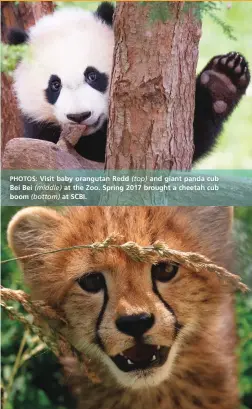  ??  ?? PHOTOS: Visit baby orangutan Redd (top) and giant panda cub Bei Bei (middle) at the Zoo. Spring 2017 brought a cheetah cub boom (bottom) at SCBI.