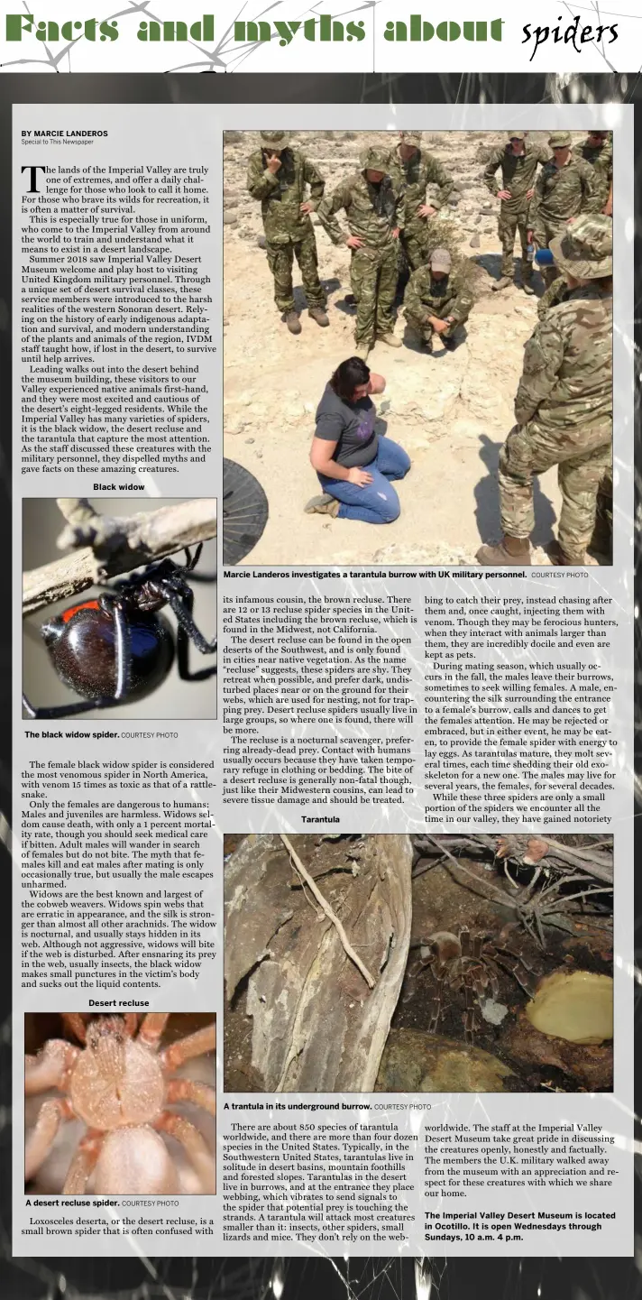  ?? COURTESY PHOTO COURTESY PHOTO COURTESY PHOTO COURTESY PHOTO ?? The black widow spider. A desert recluse spider. Marcie Landeros investigat­es a tarantula burrow with UK military personnel. A trantula in its undergroun­d burrow.