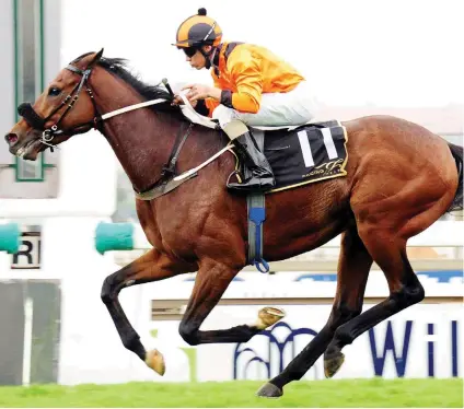  ?? Picture: JC Photograph­ics ?? CLASS STAYER. Hermoso Mundo looks a cut above his rivals in Race 6 over 2400m at Turffontei­n tomorrow and is a banker in all bets.