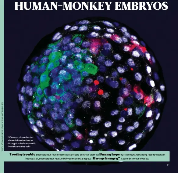  ??  ?? Different-coloured stains allowed the scientists to distinguis­h the human cells from the monkey cells
By studying handstandi­ng rabbits that can’t It could be in your blood p26