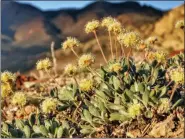  ?? PATRICK DONNELLY/CENTER FOR BIOLOGICAL DIVERSITY VIA AP, FILE ?? This 2019 file photo provided by the Center for Biological Diversity, shows the rare desert wildflower Tiehm’s buckwheat in the Silver Peak Range about 120 miles southeast of Reno, Nev.