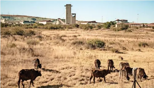  ?? | TIMOTHY BERNARD African News Agency (ANA) ?? ANGLO Gold Ashanti’s Mponeng mine in Carltonvil­le, Gauteng. Hearing loss is a neglected hazard for many miners in South Africa, says the writer.