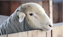  ?? MARIE-FRANCE COALLIER ?? A sheep competitio­n will be among the many events taking place at the 161st Brome County Fair this weekend.