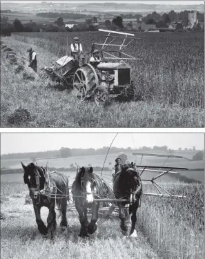  ?? PICTURES: HULTON ARCHIVE; TOPICAL PRESS AGENCY/GETTY IMAGES ?? A tractor mowing down corn in Kent in 1928; many of the country’s farmers still relied on horses to harvest a corn crop by 1936.