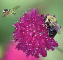  ?? CATHIE COWARD, THE HAMILTON SPECTATOR ?? The goal of the Pollinator­s Paradise Project is for a native bee or butterfly to never exhaust itself on its search for food, shelter and nesting grounds to reproduce.