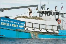  ?? JEFFREY F. BILL/BALTIMORE SUN MEDIA ?? A crew member rakes oyster shells. The Robert Lee released millions of juvenile oysters at Chinks Point on the Severn River on Wednesday as part of an ongoing effort known as Operation Build-a-Reef.