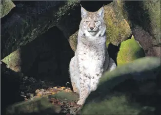  ?? Photograph: Chris Godfrey ?? Eurasian lynx could be reintroduc­ed to Scotland.