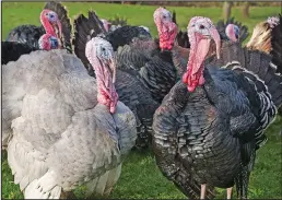  ?? ?? Inside story: Turkeys have been taken indoors over flu fears