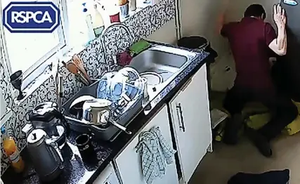  ?? ?? A screengrab from CCTV handed to the RSPCA showing Michal Kulesza mistreatin­g one of his landlord’s dogs