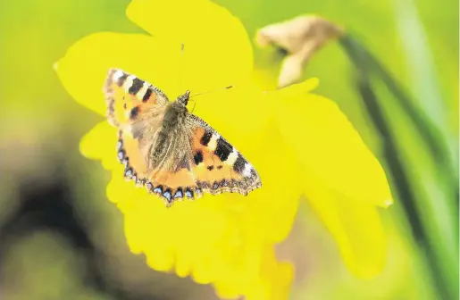  ?? PHOTO: FINNBARR O’ROURKE ?? Spring debut: A tortoisesh­ell butterfly makes an early spring appearance, lighting on a daffodil in Carlow.