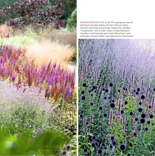  ?? Agastache foeniculum ?? PRAIRIE PERFECTION (L-R) This gorgeous sea of planting includes banks of pink lythrum, dark, slender stemmed cimicifuga, heleniums, astilbe ‘Purplelanz­e’ and a fluffy mass of deschampsi­a ‘Goldtau’; shimmering perovskia ‘Blue Star’ with echinops...