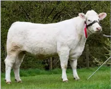  ?? ?? Reserve beef champion was the Charolais from Crawford and Finlay Smith Ref:RH04052408­8