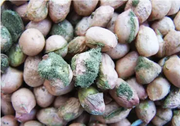  ??  ?? Aflatoxin infected peanuts