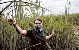  ??  ?? TOP: A barrier beach is shown July 28 on Lake Ontario at Braddock Bay in Greece, New York. The barrier was designed to block storm surges, reduce wave action in the back bay and protect vegetation and animal species. ABOVE: Rachel Schultz, associate professor of wetland science at SUNY Brockport, looks at an invasive cattail species as she visits sites of her wetlands research project at Braddock Bay.