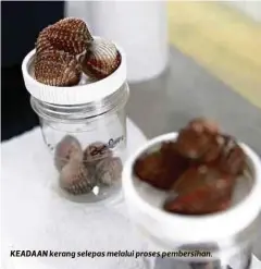  ??  ?? KEADAAN kerang selepas melalui proses pembersiha­n.