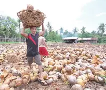  ??  ?? A COCONUT PLANTATION in Barangay Sibulan, Sta. Cruz, Davao del Sur.