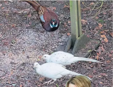  ??  ?? Fiona has tentativel­y identified the birds as white pheasants.