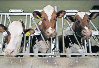  ?? [STACEY WESCOTT/CHICAGO TRIBUNE] ?? Cows eat a high-protein feed mixture at Lenkaitis Holsteins in Campton Hills, Ill. Although dairy milk is still in 95% of U.S. households, per capita consumptio­n has fallen 25% since 2000; retail sales declined 18.8% from 2014 to 2018, to $15.6 billion, and are projected to drop to $13.7 billion by 2023.