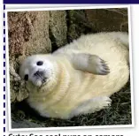  ??  ?? Cute: See seal pups on camera