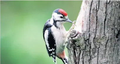  ??  ?? Woodpecker­s often visit gardens to feed