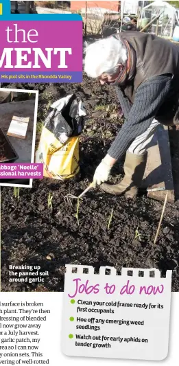  ??  ?? Breaking up the panned soil around garlic