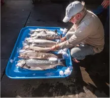  ?? Associated Press photo ?? Riley Starks of Lummi Island Wild shows three of the farm-raised Atlantic salmon that were caught alongside four healthy Kings in Point Williams, Wash.