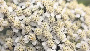  ??  ?? ●● The flowers of the yarrow plant are still going strong