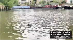  ?? PHOTO: LEO MURRAY ?? A seal takes a swim in the River Thames