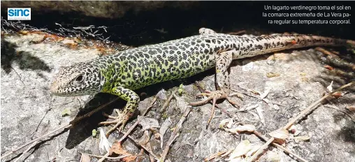  ??  ?? Un lagarto verdinegro toma el sol en la comarca extremeña de La Vera para regular su temperatur­a corporal.