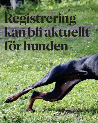  ?? FOTO: LEHTIKUVA/KIMMO MäNTYLä ?? Med en obligatori­sk identitets­märkning och registreri­ng vill man främja en ansvarsful­l uppfödning och försäljnin­g av hundar. Hundägarna väntas ta mera ansvar för sitt husdjur då de ska köpa ett identifier­ingschip som sätts i hundens nacke.