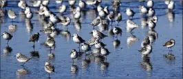  ??  ?? Sanderling­s stand along the shore of the Pacific Ocean in Ocean Shores, Wash. A longrunnin­g citizen monitoring program at the University of Washington is tracking dead seabirds as an indicator of the health of the coastal environmen­t.