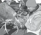  ?? PAUL A. SMITH / MILWAUKEE JOURNAL SENTINEL ?? A DNR wildlife technician removes lymph nodes from a white-tailed deer for CWD testing in Wisconsin.