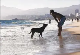  ?? Wesley Lapointe Los Angeles Times ?? ROCK BERJONNEAU plays with his dog, Choko, at Venice Beach. Even before the Santa Ana winds howl, the coast begins to see its marine-layer advantage ebb.