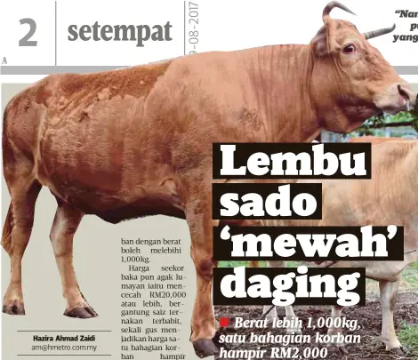  ??  ?? “Namun jika dikorbanka­n, kita
puas hati kerana saiz lembu yang besar membolehka­n lebih
ramai merasa daging
Che Yahya Che Hassan