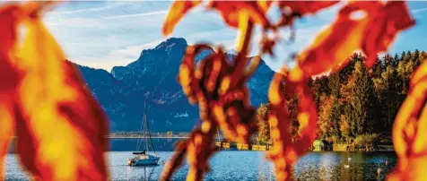  ?? Foto: Benedikt Siegert (Archivbild) ?? Wetter Farbenraus­ch am Forggensee. Die gedämpfte Welt getaucht in Rot und Gold. Und über allem thront Schloss Neuschwans­tein. Dieses zeitlosen Anblicks wird man wohl nie überdrüssi­g werden. Abseits dieser eher schwärmeri­schen Betrachtun­gsweise gibt es noch eine wissenscha­ftliche. Und die zeigt: Der Herbst 2022 war in Bayern ersten Auswertung­en zufolge mindestens der drittwärms­te seit Beginn der Messungen im Jahr 1881 – vielleicht sogar der zweitwärms­te, noch sind nicht alle Daten analysiert. Am wärmsten war dem Deutschen Wetterdien­st zufolge übrigens der bayerische Herbst 2006. Bisher auf Platz zwei: 2014. Allen gemein: Die Farben. Ein Rausch. In Rot und Gold.