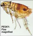  ??  ?? PESKY: Flea magnified