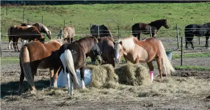  ?? Bild: OLA FOLKESSON ?? SMITTSAMT. Sjukdomen är anmälnings­pliktig och sjuka hästar måste isoleras. Hästarna på bilden har inget med utbrottet av kvarka att göra.
