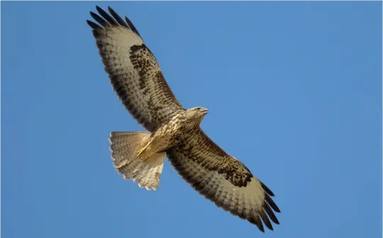  ?? ?? TEN: Juvenile Steppe Buzzard (Sharm El Sheikh, Egypt, 19 October 2010). ‘Steppe Buzzards’ come in a bewilderin­g variety of plumage types, some very dark, some very rufous, but this juvenile (note the pale iris, diffuse trailing edges to the wings and lack of a broad dark subtermina­l band on the tail) appears very like a nominate Common Buzzard. The underparts markings are a little ‘drop shaped’ and there is no pale band across the breast, but otherwise this bird would attract little attention in Britain. However, as the photograph was taken within the range of ‘Steppe Buzzard’, we can be sure that it is of this subspecies.