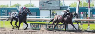  ?? JULIE JOCSAK TORSTAR ?? Thoroughbr­eds gallop on the dirt at Fort Erie Race Track.