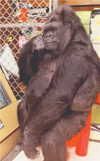  ??  ?? Famous gorilla Koko has died in the Gorilla Foundation in California.