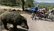  ??  ?? L’invasion de sangliers et leur appétit à détruire les cultures : un problème dénoncé depuis longtemps par les agriculteu­rs varois. (Photo doc Adeline Lebel)