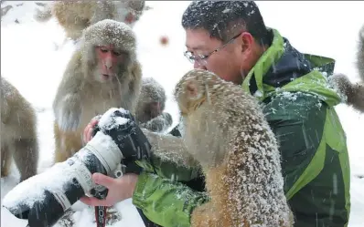  ?? WANG ZHONGJU / CHINA NEWS SERVICE ?? Macaques are fascinated by a camera in the snow in Wulongkou, Henan province, on Saturday. The Taihang Mountain National Natural Preserve, the northernmo­st habitant for macaques, has 16 groups of the monkeys, totaling more than 3,000.