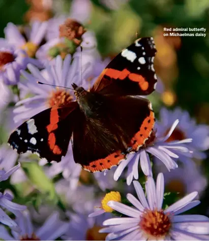  ??  ?? Red admiral butterfly on Michaelmas daisy