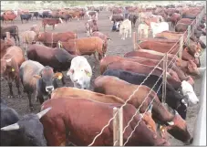  ??  ?? Beef production cannot be rehabilita­ted if we squeeze out those that have already invested in this and new producers need the support of the Government