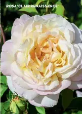  ??  ?? ROSA ‘CLAIR RENAISSANC­E’