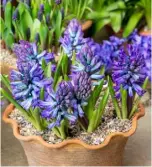  ??  ?? ‘Delft Blue’ hyacinths are displayed in a decorative terracotta pot;